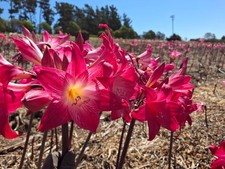 1 Amaryllis Belladonna MAGENTA red Large Bulb bloomed 2021- not Hippeastrum