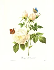 1991 Vintage REDOUTE FLOWER 123 "WHITE ROSE & BUTTERFLIES" Color Art Print Litho