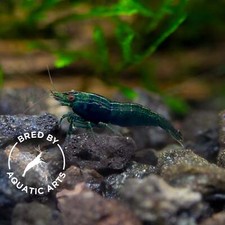 Blue Green Emerald Shrimp Neocaridina davidi , BREDBY: Aquatic Arts