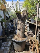 Old Cockspur Coral ( Erythrina crista-galli ) Bonsai Tree,,,,  SALE