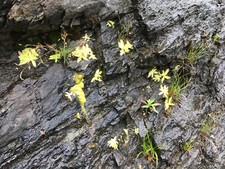 Carnivorous Plant Seeds - 20 Common Butterwort
