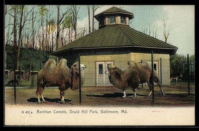 Baltimore, Md, Cactrain Camels, Druid Hill Park, Kamele, Ansichtskarte 