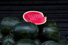 30+ Giant Black Diamond Watermelon Seeds - Heirloom - Organic ------/   30-50lbs