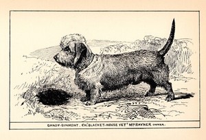 Antique Dandie Dinmont Terrier Print 1912 Moore Ch Blacket House Yet 4820u