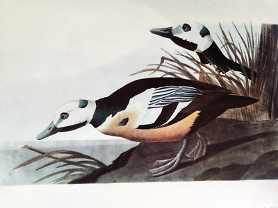 Stellers Eider Vintage 1942 Lithograph Book Print Audubon Birds Marbled Murrelet