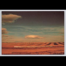 Vintage Białowieża Bison Postcard 1975 Posted Scenic Collectible View Original