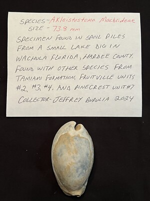 EXTINCT Fossilized COWRIE Shell ( Akleistostoma Macbrideae ) From Central Fl 