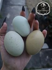 Easter Egger  Olive Egger mixed dozen-HENS CHOICE SPECKLES, OLIVES/BLUES/GREENS