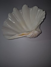 Giant Natural Clam Shell- Huge Tridacna Gigas - 12” x 8”  3lbs Beautiful! CLEAN!