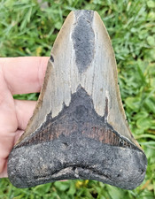 Dent fossile de Requin MEGALODON *** A VOIR  ***