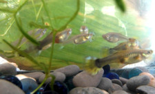 6 Pack MP 013 Asst. Breeder Female Guppies 6 Pack USA OUR STORE COMBO SHIPS