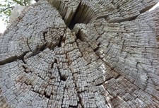 Photo 6x4 Patterns in an old felled tree trunk Stanstead On the Stour Val c2010
