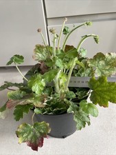 3 Plants In 18 Cm Plant Pot HEUCHERA  Firefly ORNAMENTAL EVERGREEN