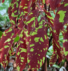 Browneopsis Ucayalina — photo 1