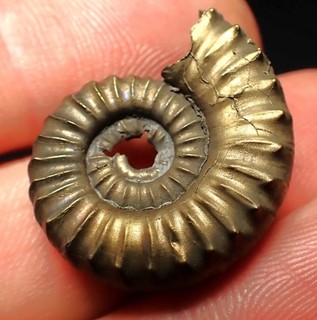 Pyrite ammonite fossil Microderoceras (25mm) Charmouth Jurassic Coast Fossils UK