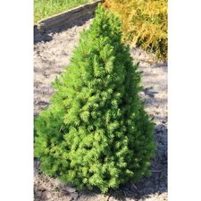1 Gal. Dwarf Alberta Spruce Shrub Aromatic and Soft Evergreen Foliage, Almost No