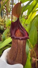 Nepenthes ventricosa x robcantleyi – assorted clones: BE-3923 LARGE