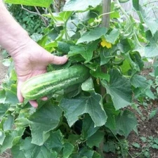 25 CUCUMBER BUSH SEEDS - SPACE MASTER FRESH HARVEST FOR GARDENS