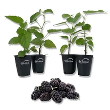 Everbearing Mulberry Tree - 4 Live Starter Plants in 2 Inch Pots - Edible...