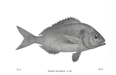 Schöner Meeresbrassenfisch Buchdruck / Teller auf Papier. 80+ Jahre alt