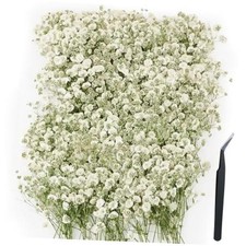 100Pcs Mini Dried Pressed White Baby's Breath Flowers Bulk - Real Natural Flat