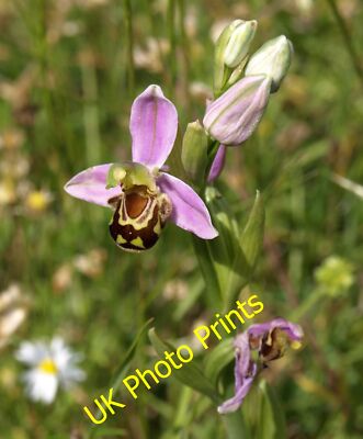Photo 6x4 Bee orchid, Axbridge A colony of Ophrys apifera is on a sloping c2015