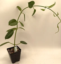 Hoya Ruthie Fully Rooted Grown In 3.5" pot - Eriostemma