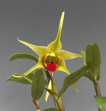 Dendrobium tobaense var gigantea. Blooming size dendrobium species orchid....