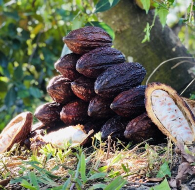 1 PACK PREMIUM FRESH WHOLE COCOA POD EXOTIC FRUIT HAND PICKED FREE SHIPPING  | eBay