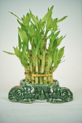 Classic Arrangement Live Bamboo Tower Ceramic Elephant Container, One Size  | eBay
