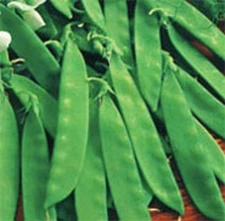  Heirloom Oregon Sugar Pod II Pea Seeds Sweet Pea Edible Pod Non GMO