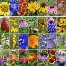 Groundio Wildflower Seeds Mix, 2 Oz, 50,000+ Seeds, 28 Varieties, Attracts Bees,