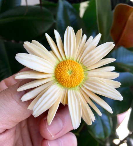 Vintage Brooch Flower Chamomile, Natural material Carved Chrysanthemum - Picture 13 of 24