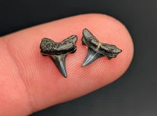 Quality Pair Of Micro Sand Tiger Shark Teeth Virginia Quality Fossils