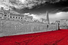 Tower of London Poppy Blood Swept Lands Seas of Red Poppies Photograph Picture
