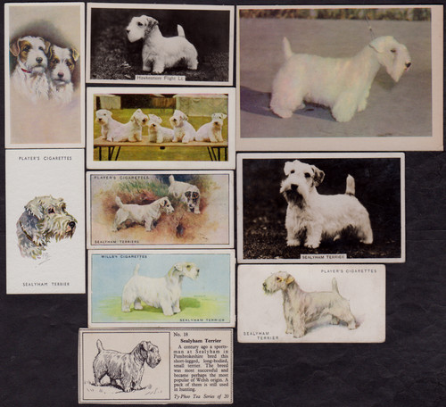 10 Different Vintage SEALYHAM TERRIER Tobacco/Cigarette/Tea Dog Cards Lot 