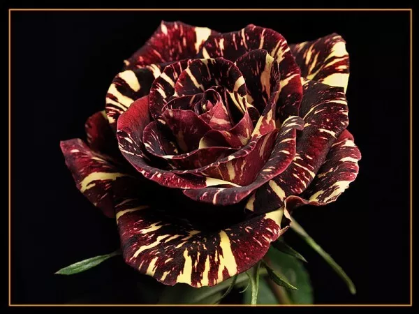 12+ Hocus Pocus Rose Plant