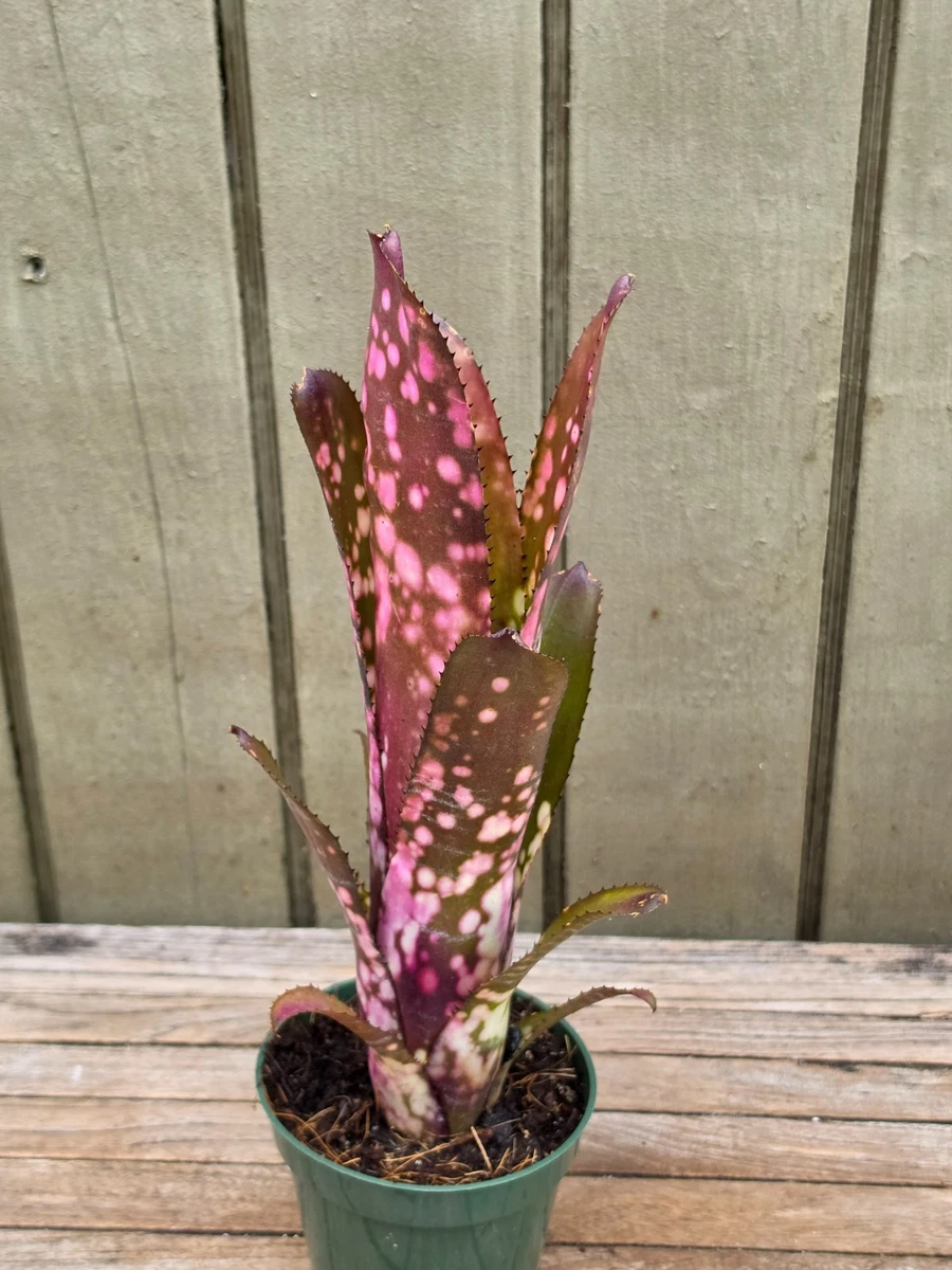 Billbergia for sale - eBay