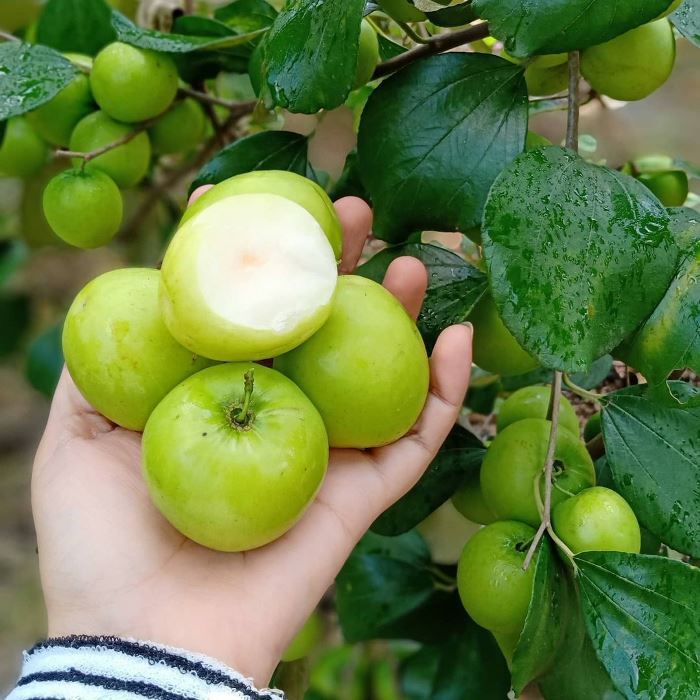 120+ Big Green Jujube Jujuba Putsa Apple Seedss (Ziziphus