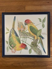 “Sun Conures” Color Print Tobias Hodson 4/150 Signed By Artist Framed 19.5”x20.5