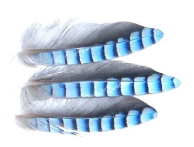 Blue Jay HACKLES, Feathers, Blu Jay for fly tying, For Making Flies, Fly Tying