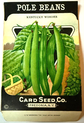 Vintage Seed Packet Kentucky Wonder Pole Beans NOS Card Seed Co.  c1920-30s A3