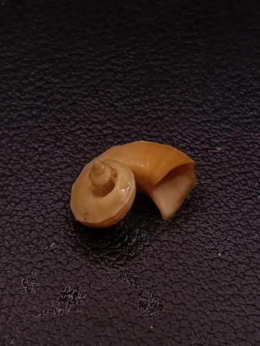 Rare, Separatista separatista 14mm seashell. collection Sea shell. #17607