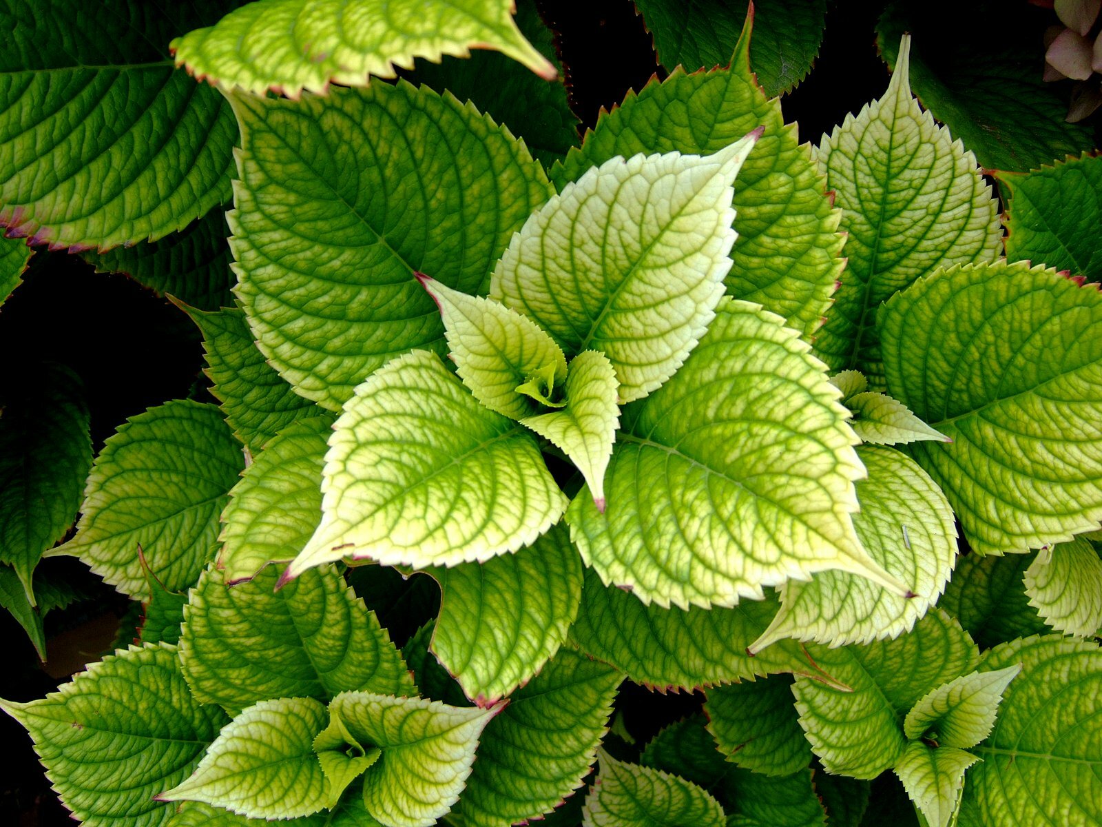 Drehknopf Frutescens - Shiso Green - 200 Saatgut - bis Trockene Standorte -