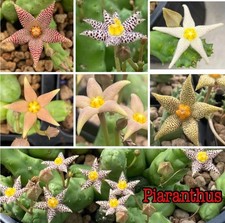 Huernia Piaranthus, con varias flores preciosas, en maceta de 2 pulgadas, raíz limpia