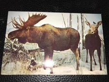 Postcard - Moose - Saskatchewan Museum of Natural History - Unposted #38583