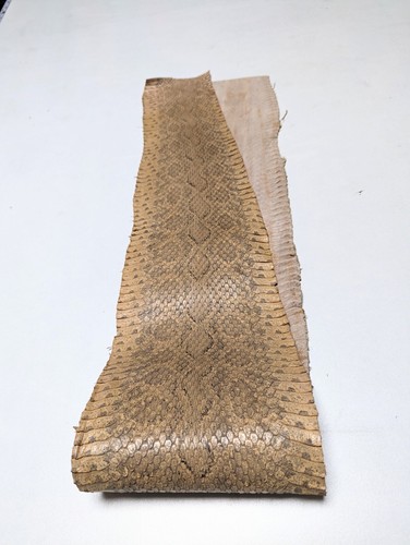 Exotic Snake Skin Viper Hide Dyed Snakeskin Wheat 34" x 5.5" - Picture 2 of 6