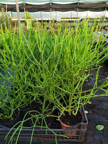 Euphorbia Tirucalli L.conosciuta anche come albero delle matite altezza 60 ×25 - Foto 2 di 4