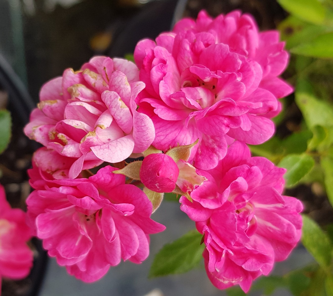 Rosier couvre-sol rose foncé Rosa Fairy Dark V19 arbuste de jardin
