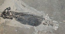 Perm  Sclerocephalus-Larve   Lurch  Tetrapode  Odernheim  Top Rarit&auml;t  W4-1
